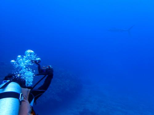 サイパン ダイビング ライセンス