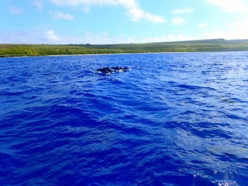 サイパン ダイビング ライセンス