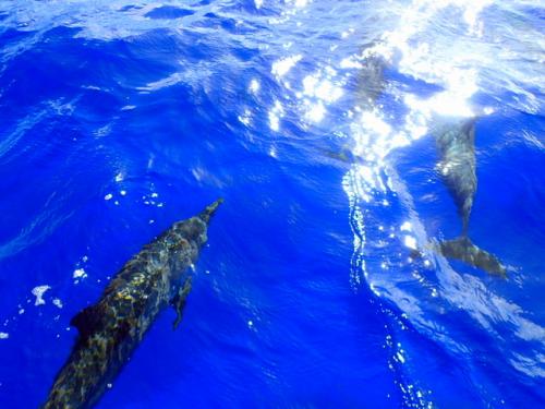 サイパン 体験ダイビング