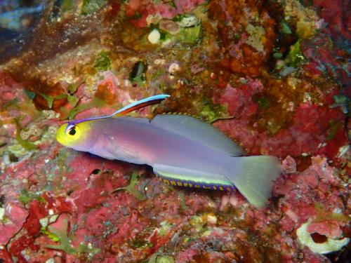 サイパン ダイビングショップ