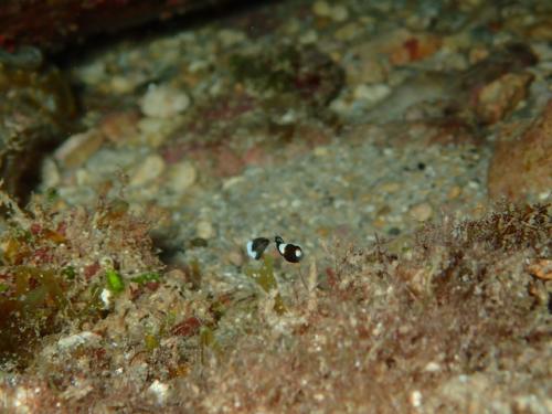 サイパン ダイビング