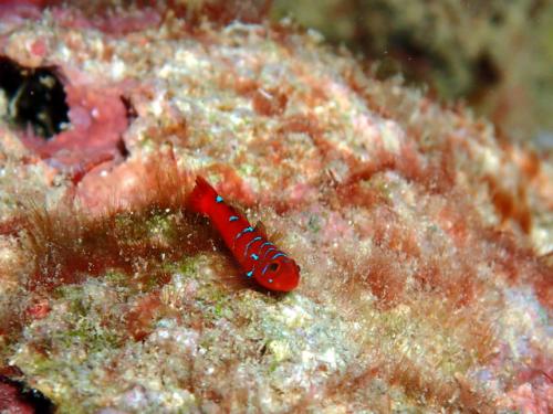 サイパン ダイビング