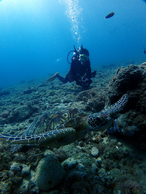 サイパン ダイビング ライセンス