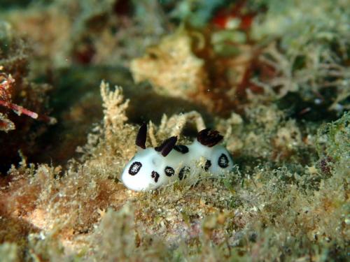 サイパン 体験ダイビング