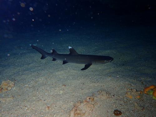 サイパン ダイビング