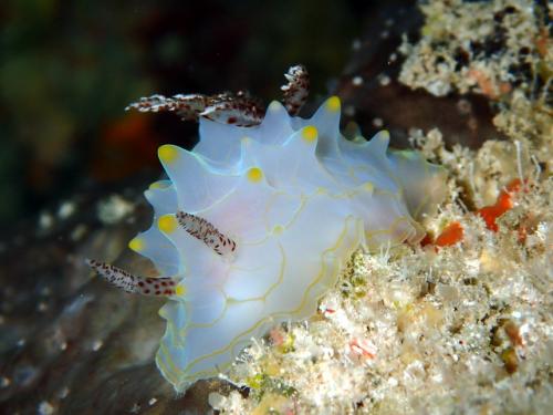 サイパン ダイビングライセンス