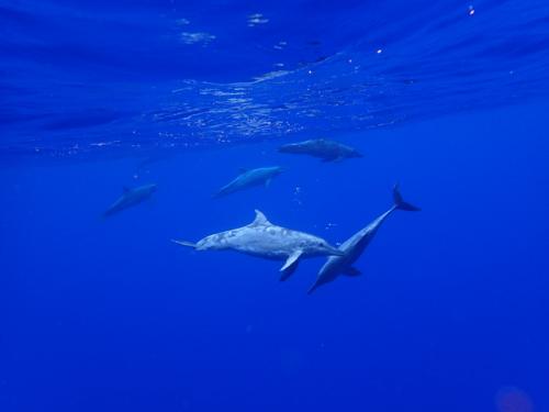 サイパン ダイビングショップ