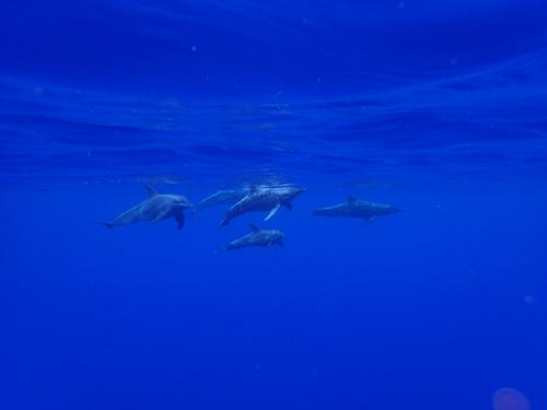 サイパン ダイビング