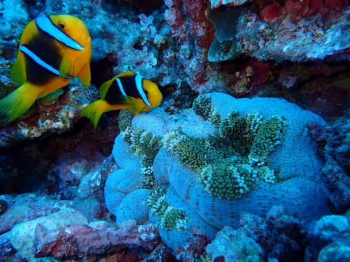 サイパン 体験ダイビング