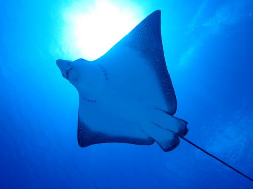 サイパン ダイビングショップ