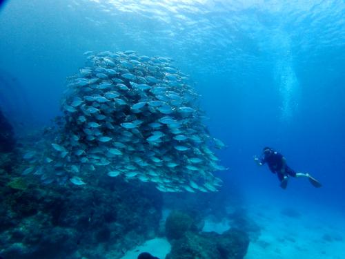 サイパン ダイビングショップ