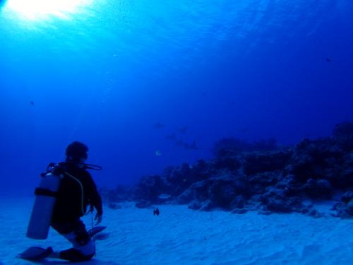 サイパン ダイビングライセンス