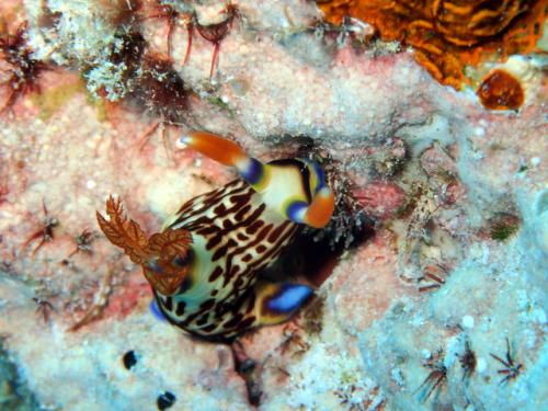 サイパン ダイビングショップ