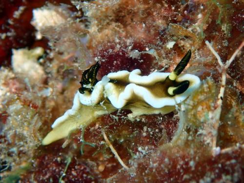 サイパン ダイビング