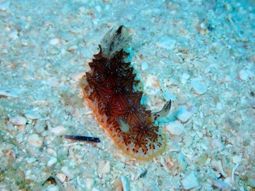 サイパン 体験ダイビング