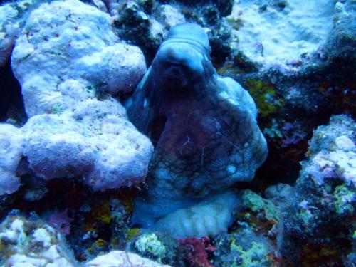 サイパン ダイビングライセンス