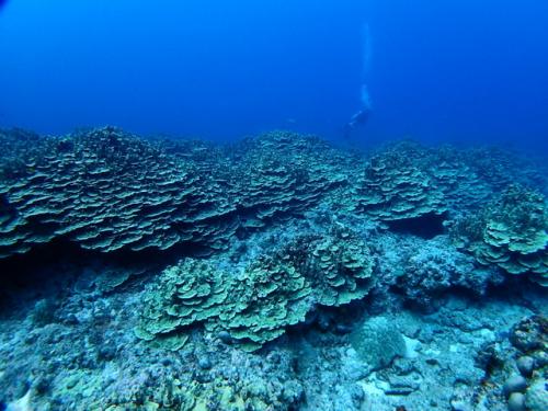 サイパン ダイビングショップ