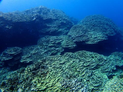 サイパン ダイビング