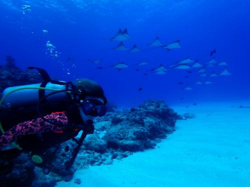 サイパン ダイビングショップ