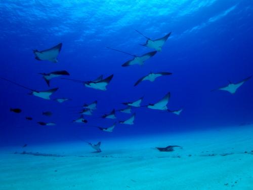 サイパン ダイビング