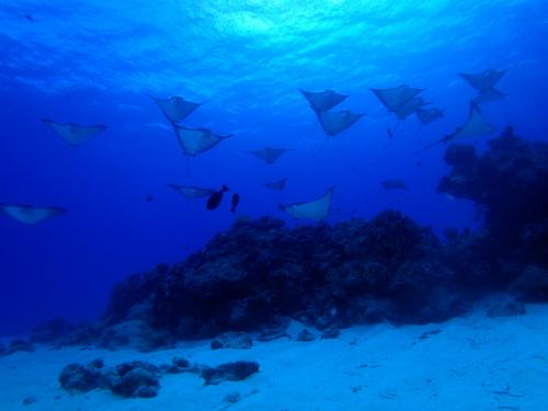 サイパン ダイビング