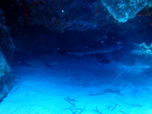 サイパン ダイビング