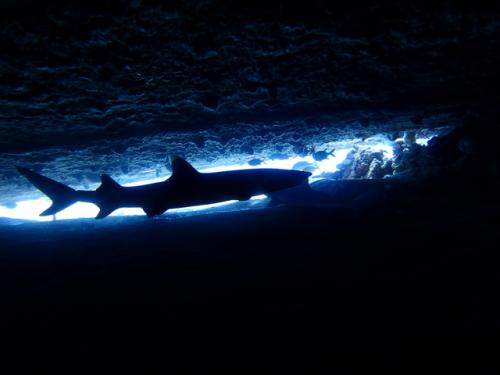 サイパン 体験ダイビング