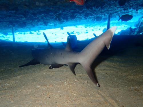 サイパン ダイビングライセンス