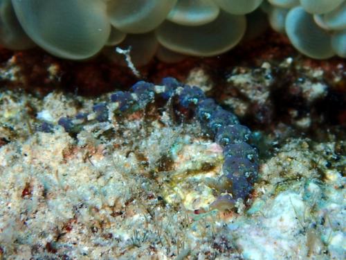 サイパン ダイビング