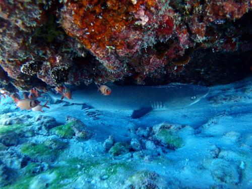 サイパン 体験ダイビング