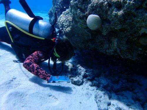 サイパン ダイビングライセンス