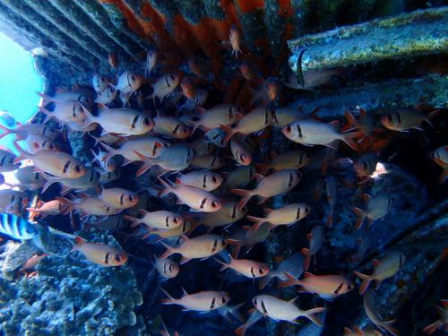 サイパン ダイビング