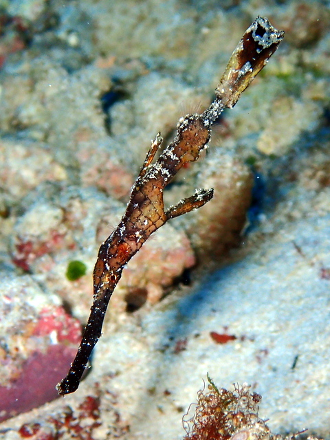 サイパン 体験ダイビング