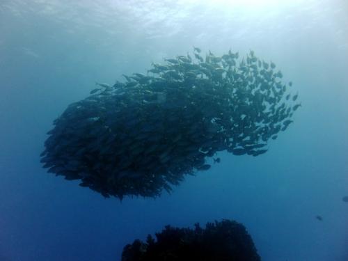 サイパン ダイビングライセンス