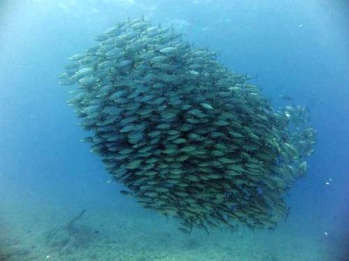 サイパン ダイビング