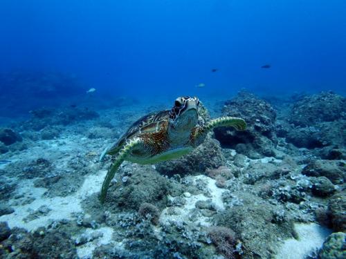 サイパン ダイビング