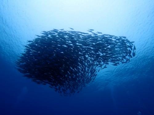 サイパン ダイビング