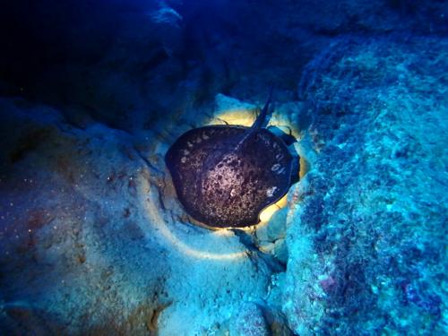 サイパン 体験ダイビング