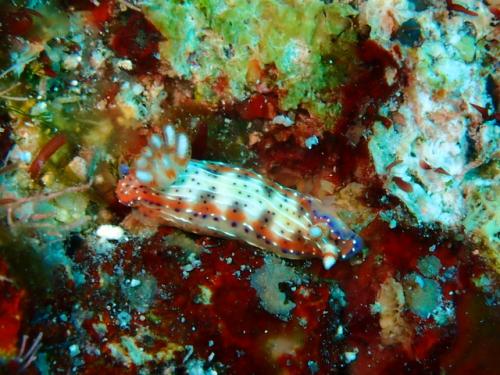 サイパン ダイビングライセンス