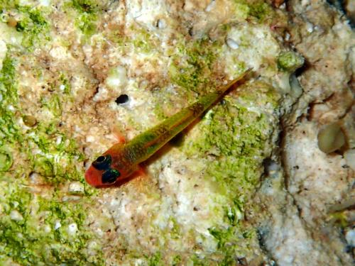 サイパン ダイビングショップ