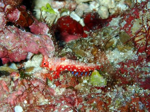 サイパン 体験ダイビング