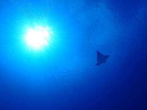 サイパン ダイビングショップ