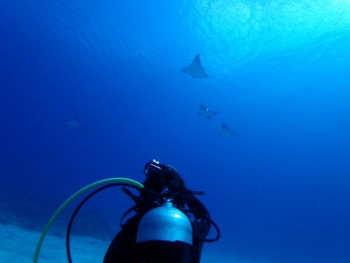 サイパン ダイビング