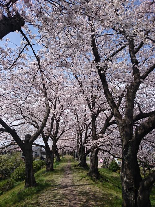 桜トンネル1