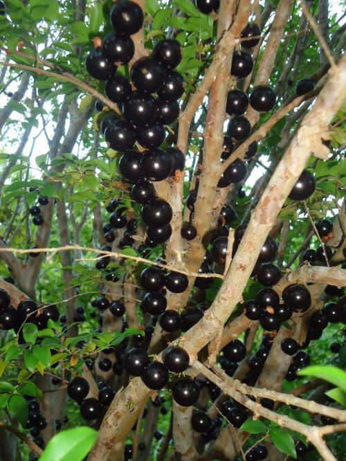 ジャポディカーバ