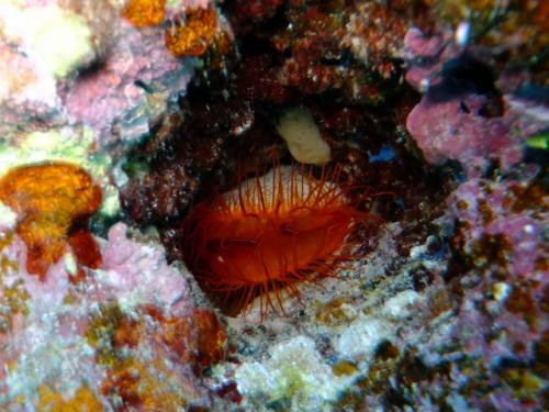 サイパン 体験ダイビング