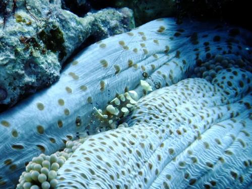 サイパン ダイビングライセンス