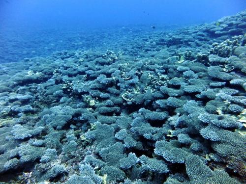 サイパン 体験ダイビング