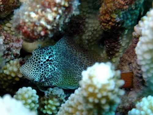 サイパン ダイビングライセンス