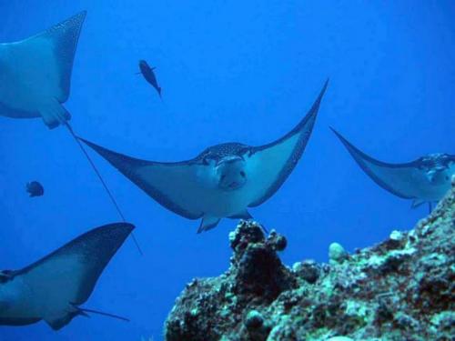 サイパン 島内観光